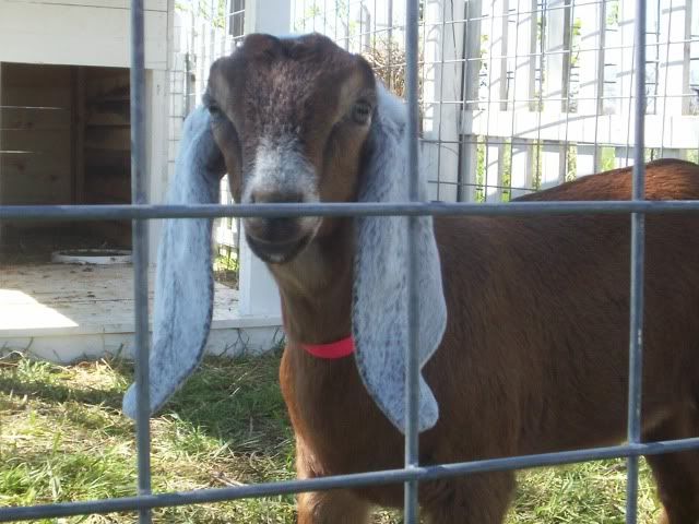 Does anyone have copperhill bloodline that for sale? - Goats