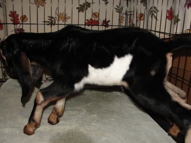 Ruby Gloom kidded - Goats