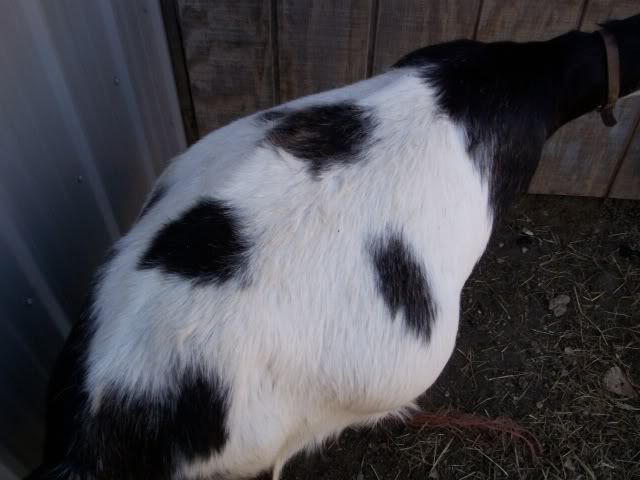 Kiding Practice and Things to know - Goats