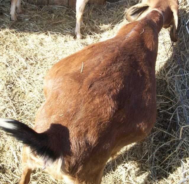 Kiding Practice and Things to know - Goats