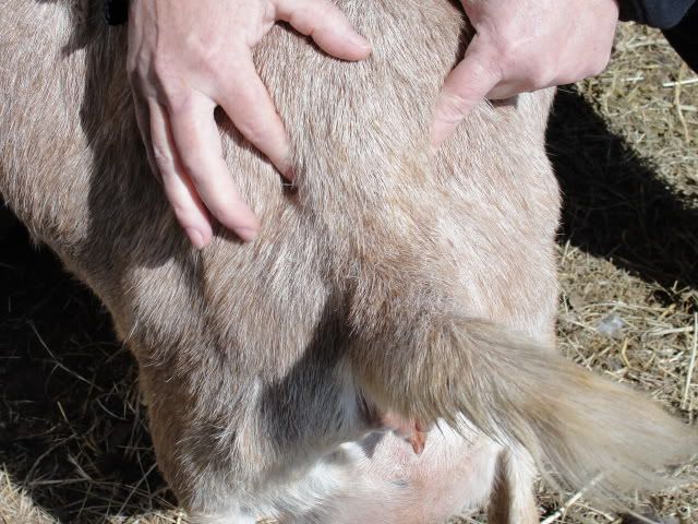 Is this the goo you guys talk about??  picture, not pretty - Goats