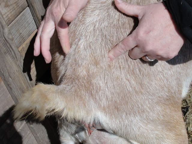 Is this the goo you guys talk about??  picture, not pretty - Goats