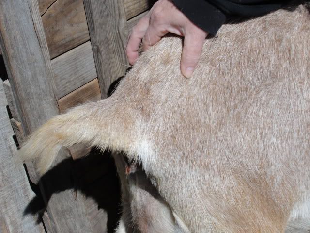 Is this the goo you guys talk about??  picture, not pretty - Goats