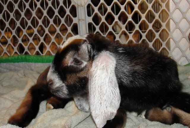 Ages Ago Acres Jan. baby pics - Goats