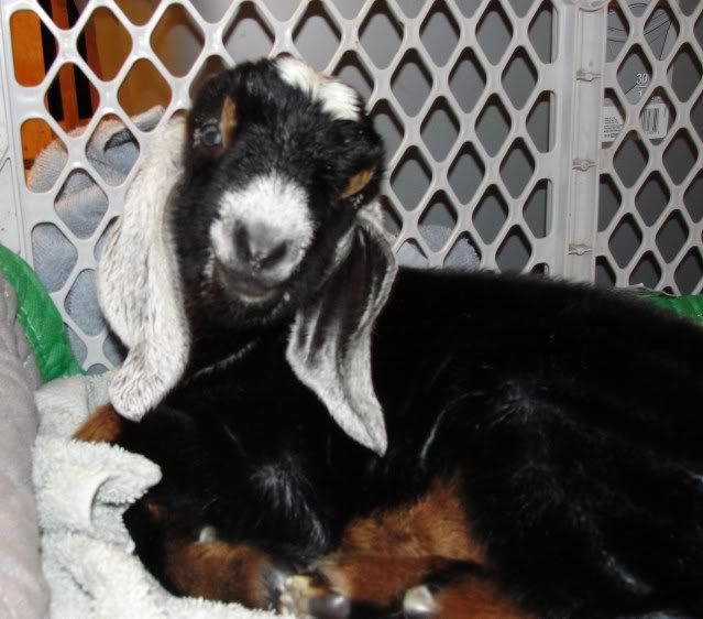 Ages Ago Acres Jan. baby pics - Goats