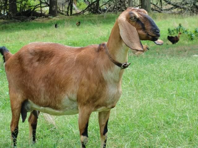 Ruby Gloom kidded - Goats