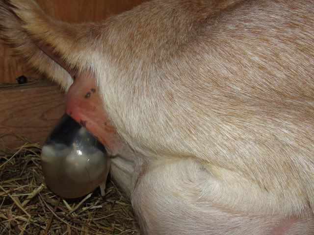 Is this the goo you guys talk about??  picture, not pretty - Goats