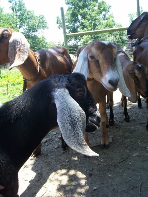 Does anyone have copperhill bloodline that for sale? - Goats