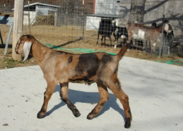 Coloration Question - Goats