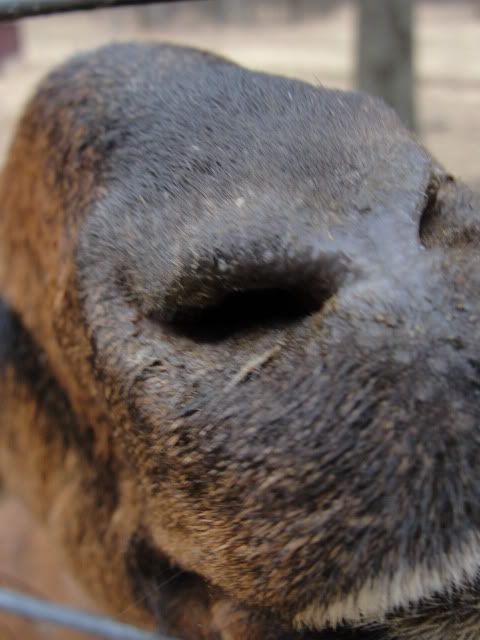 new camera + fresh snow = nubian pics!!! - Goats