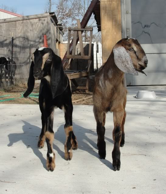 the frat boys partied in the sunshine - Goats