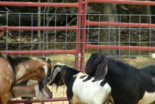 Love is in the air (and along the fence LOL) - Goats