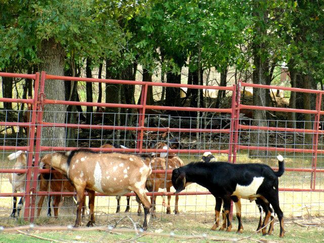 Love is in the air (and along the fence LOL) - Goats