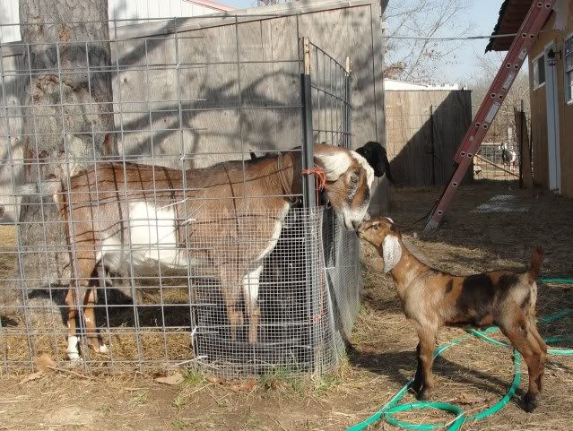 the frat boys partied in the sunshine - Goats