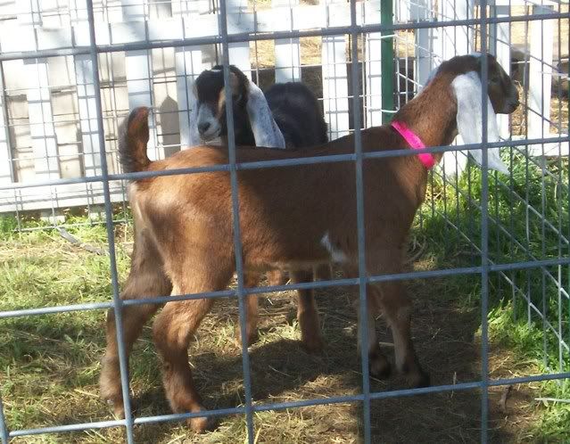 Does anyone have copperhill bloodline that for sale? - Goats