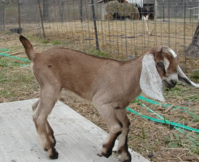 2011 baby pics - Goats