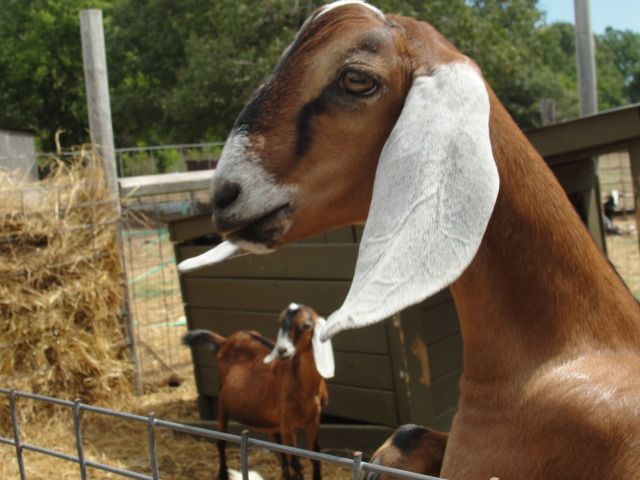 Love is in the air (and along the fence LOL) - Goats