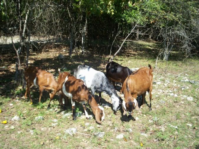 fall is in the air & persimmons are on the ground - Goats