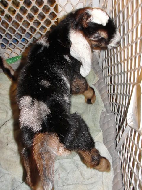 Ages Ago Acres Jan. baby pics - Goats