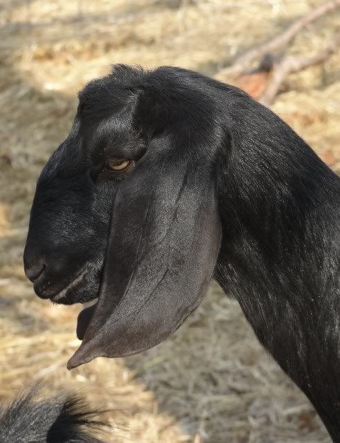 The "everything is OK" thread - Goats