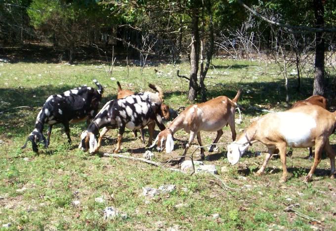 fall is in the air & persimmons are on the ground - Goats