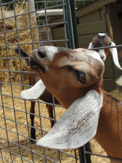 Love is in the air (and along the fence LOL) - Goats