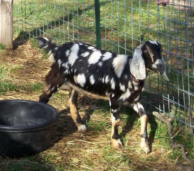 Spotted babies - Goats