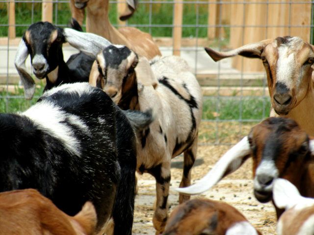 Love is in the air (and along the fence LOL) - Goats
