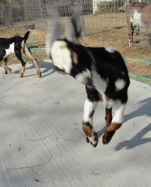 the frat boys partied in the sunshine - Goats