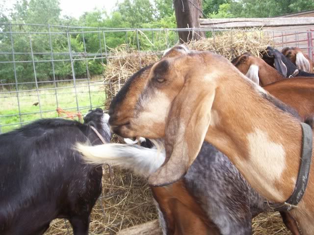 Ages Ago Acres Jan. baby pics - Goats