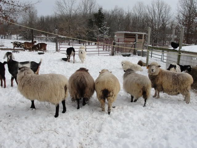 new camera + fresh snow = nubian pics!!! - Goats