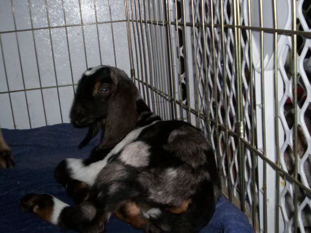 Spotted babies - Goats