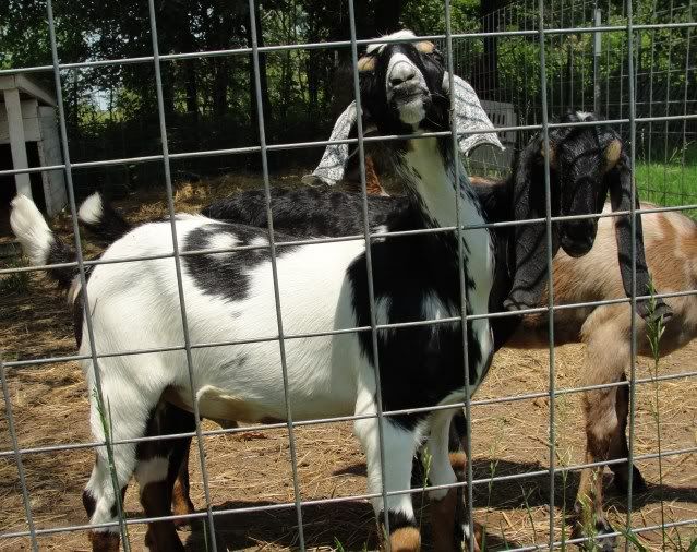 Love is in the air (and along the fence LOL) - Goats