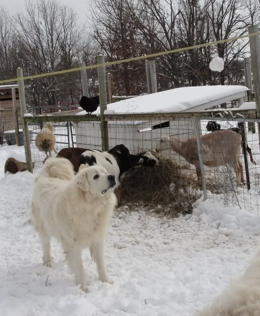 new camera + fresh snow = nubian pics!!! - Goats