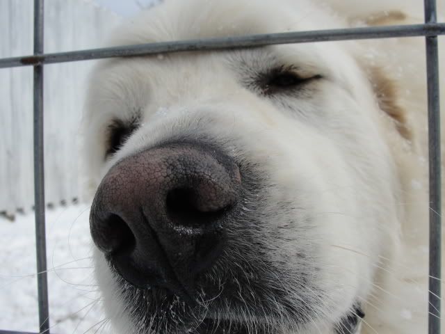 new camera + fresh snow = nubian pics!!! - Goats