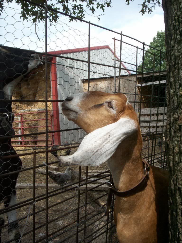 Does anyone have copperhill bloodline that for sale? - Goats