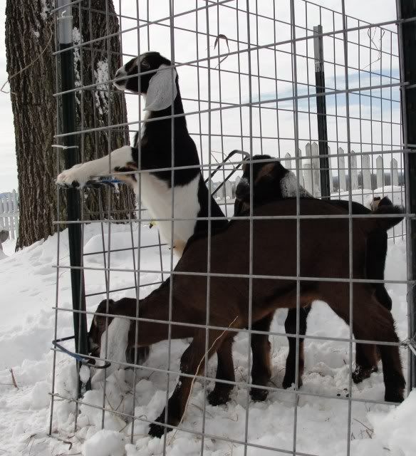 new camera + fresh snow = nubian pics!!! - Goats