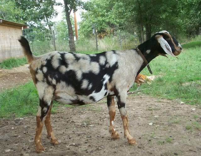 Spotted babies - Goats