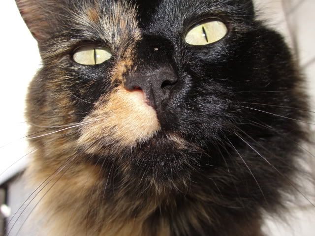 new camera + fresh snow = nubian pics!!! - Goats