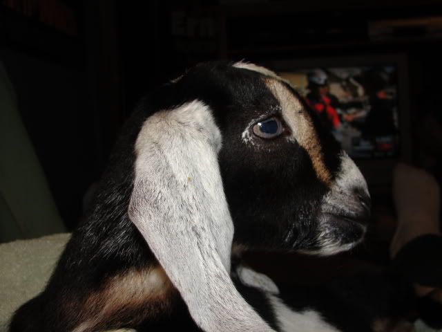 Ages Ago Acres Jan. baby pics - Goats