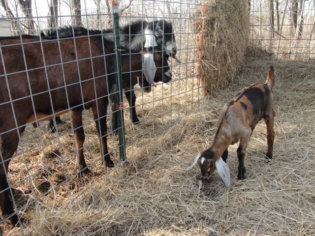 the frat boys partied in the sunshine - Goats