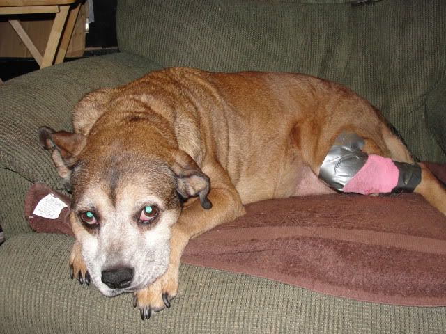 Guy in R.I. criminally charged for  operating on his dog - Homesteading Questions