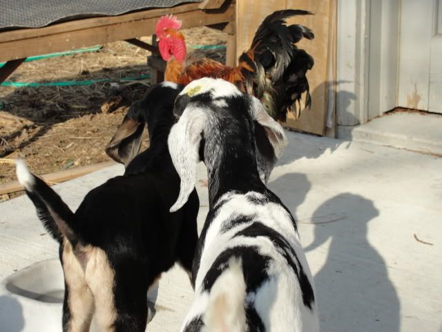 the frat boys partied in the sunshine - Goats