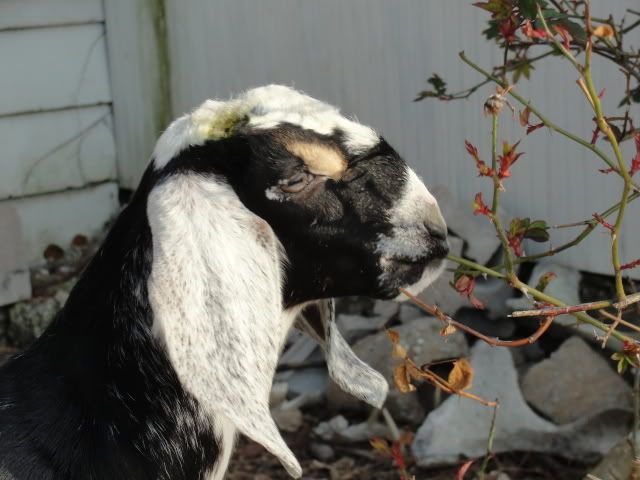 the frat boys partied in the sunshine - Goats