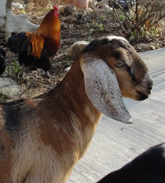 the frat boys partied in the sunshine - Goats