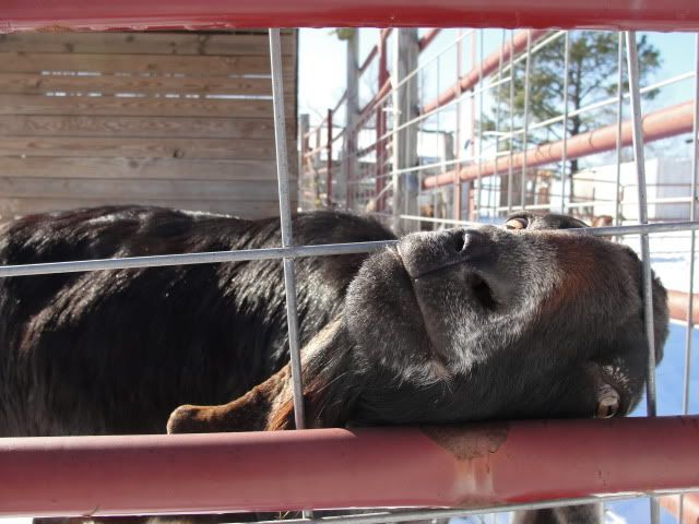 new camera + fresh snow = nubian pics!!! - Goats