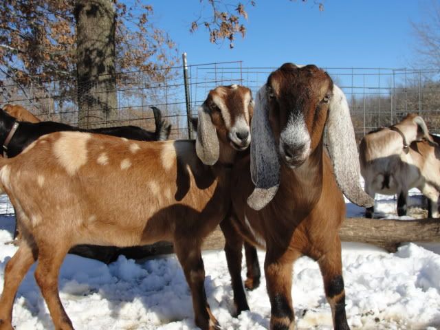 new camera + fresh snow = nubian pics!!! - Goats