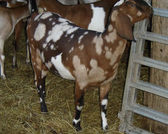 Coloration Question - Goats