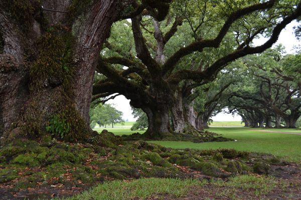 Deep South: Alabama - Louisiana - Mississippi - Tennessee - Blogs de USA - Día 7: Cajun Country (New Orleans - Lake Martin) (8)