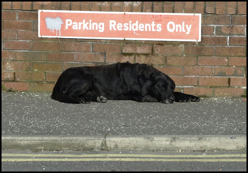 DogParking-1.jpg